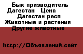 Бык призводитель Дагестан › Цена ­ 700 - Дагестан респ. Животные и растения » Другие животные   